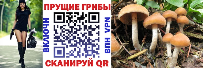 Галлюциногенные грибы Cubensis Зеленокумск